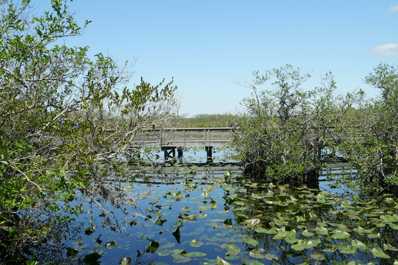 Wooden boardwalk over Everglades wetlands